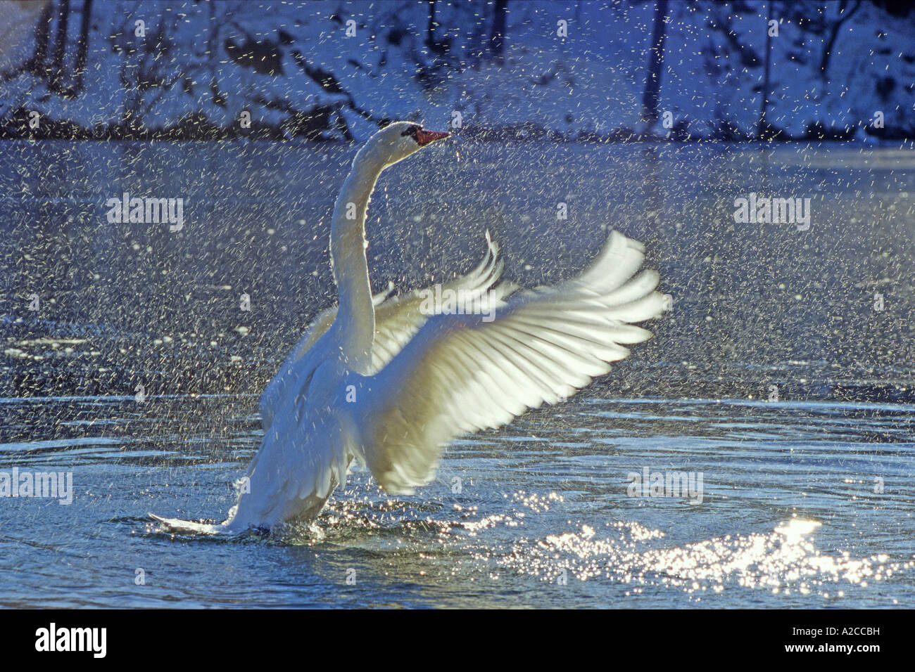 Cigno (Cygnus olor) sull'acqua, sbattimenti le sue ali Foto Stock