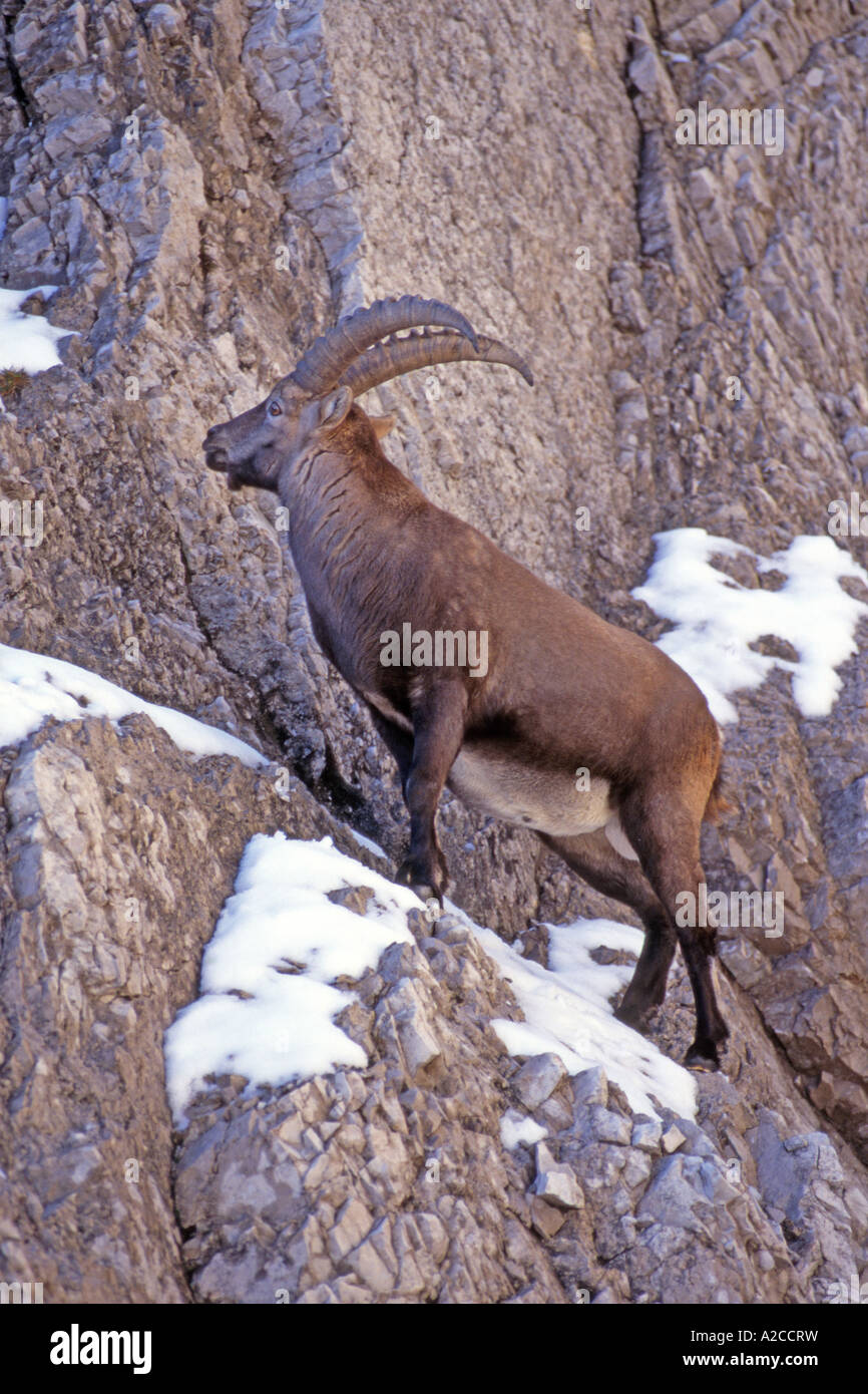 Stambecco delle Alpi (Capra ibex), maschio in piedi in una scogliera Foto Stock