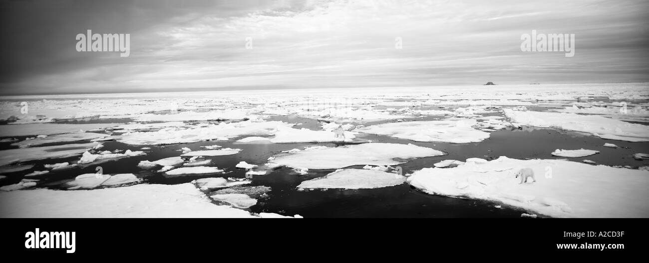 Gli orsi polari sul mare di ghiaccio Oceano Artico Foto Stock