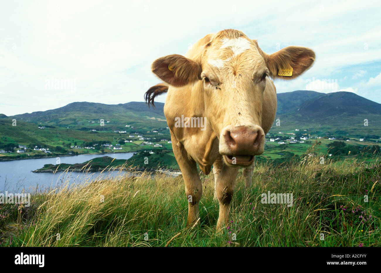 Nosy mucca masticare il cud in County Conegal in Irlanda con la Slieve campionati in background Foto Stock