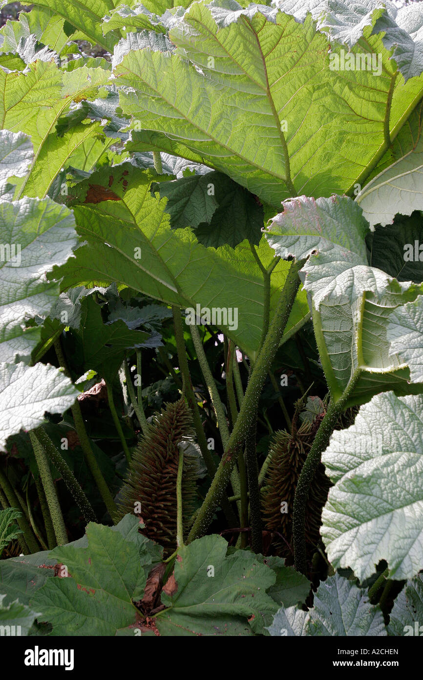 GUNNERA MANICATA Foto Stock