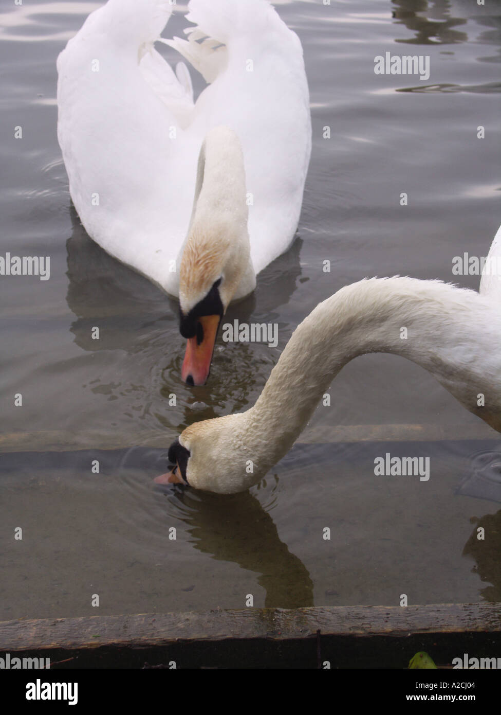 Disattiva swan nuoto e alimentazione Foto Stock