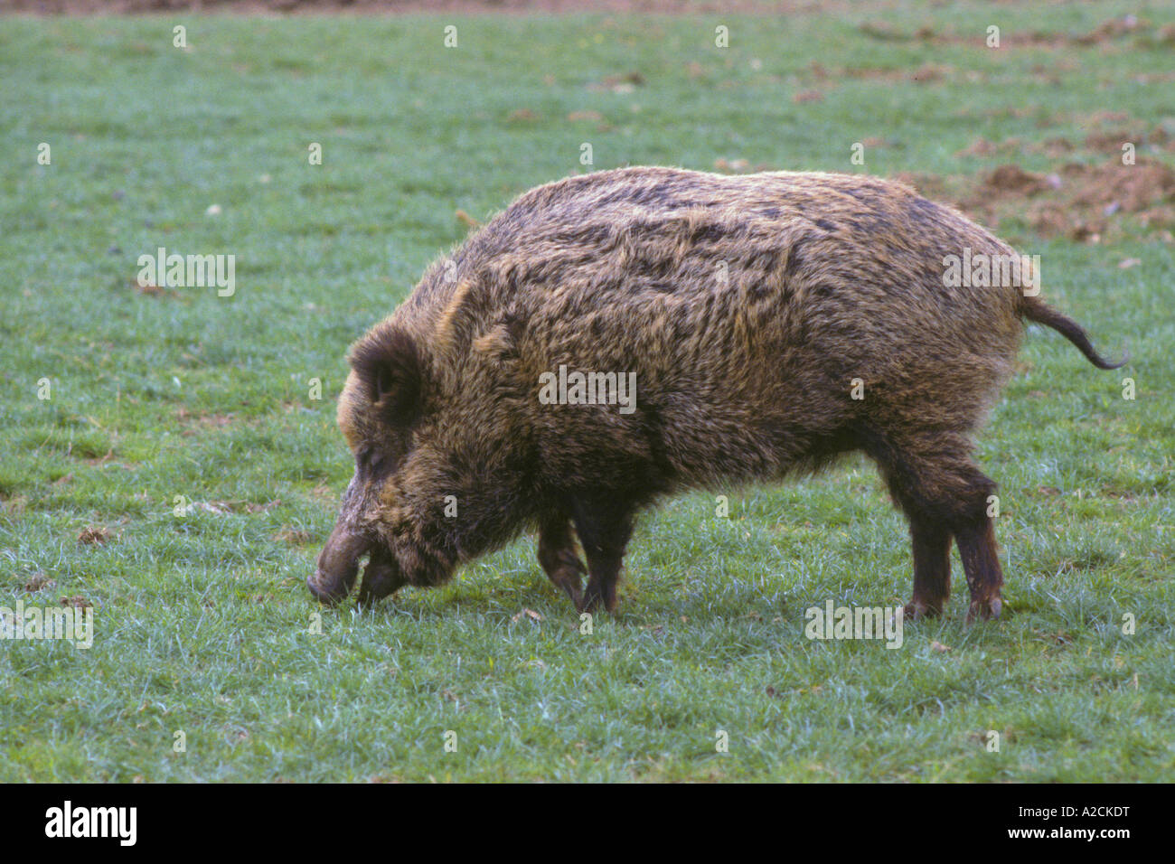 Il Cinghiale Sus scrofa Foto Stock