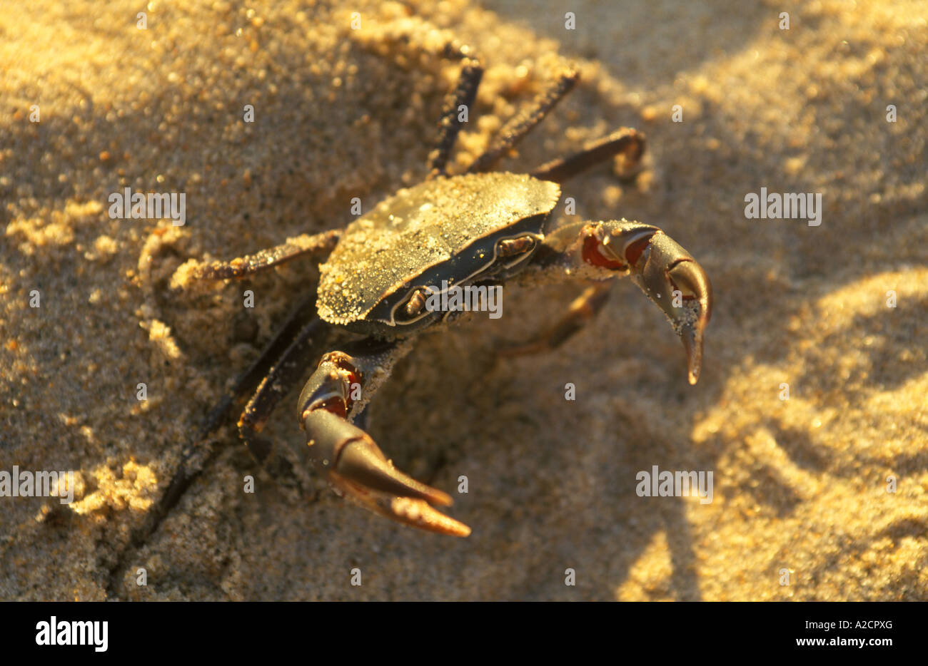 Il granchio d'acqua dolce a Kande Spiaggia al lago Malawi in Africa Foto Stock