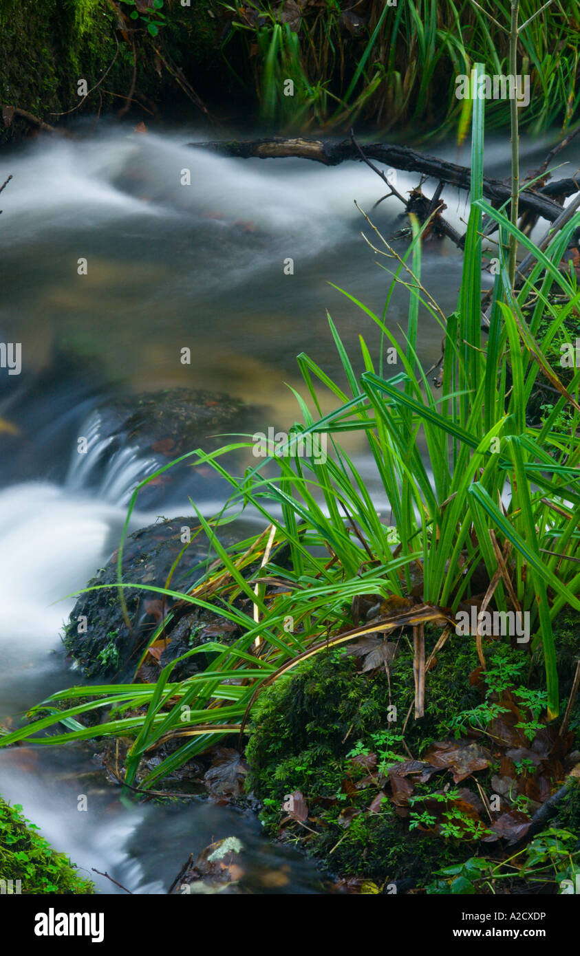 Moss di foglie e di erba con un fiume che scorre dietro Foto Stock