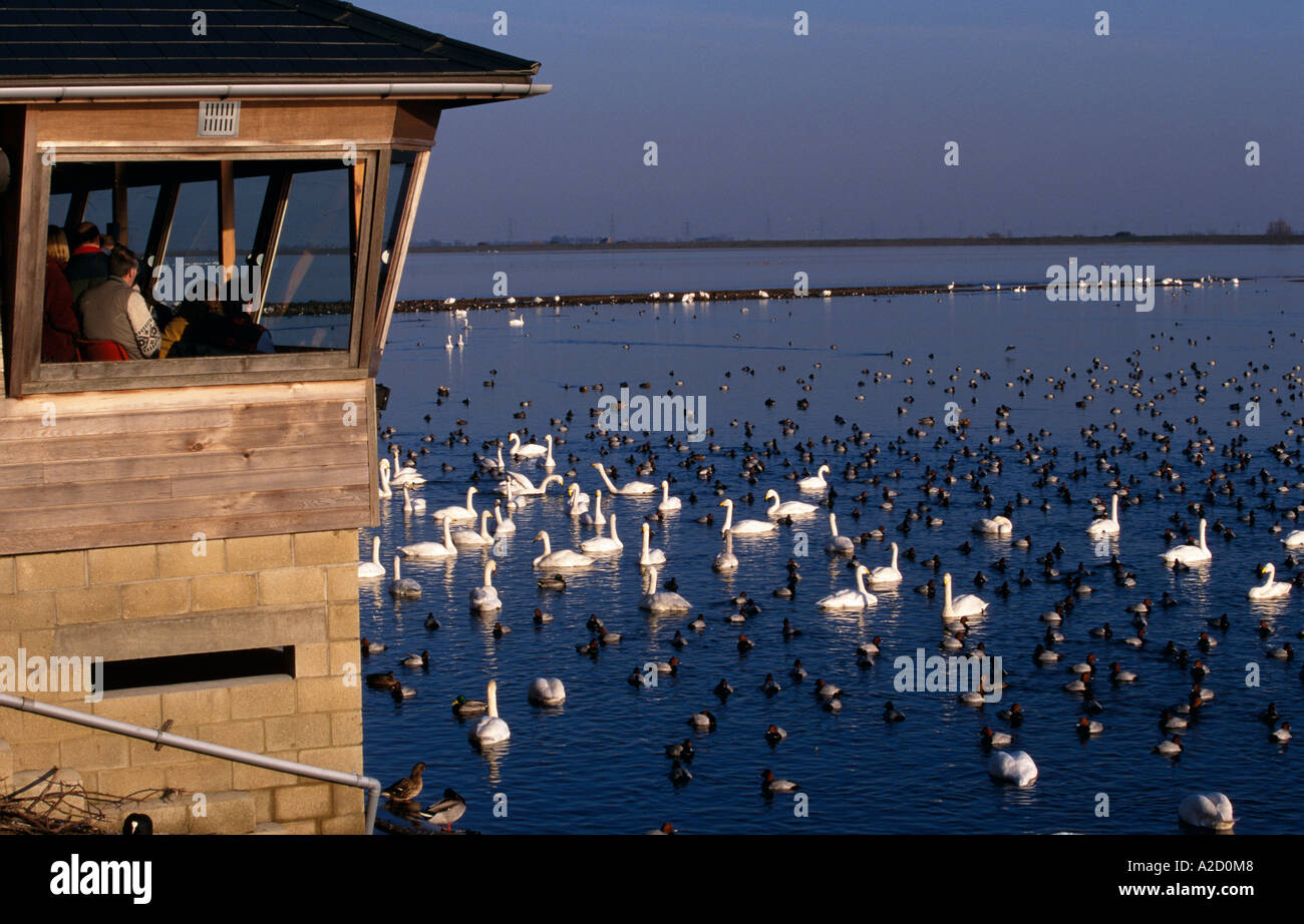 Whooper cigni Cygnus cygnus e Pochard Aythya ferina Welney WWT RISERVA NORFOLK REGNO UNITO Foto Stock