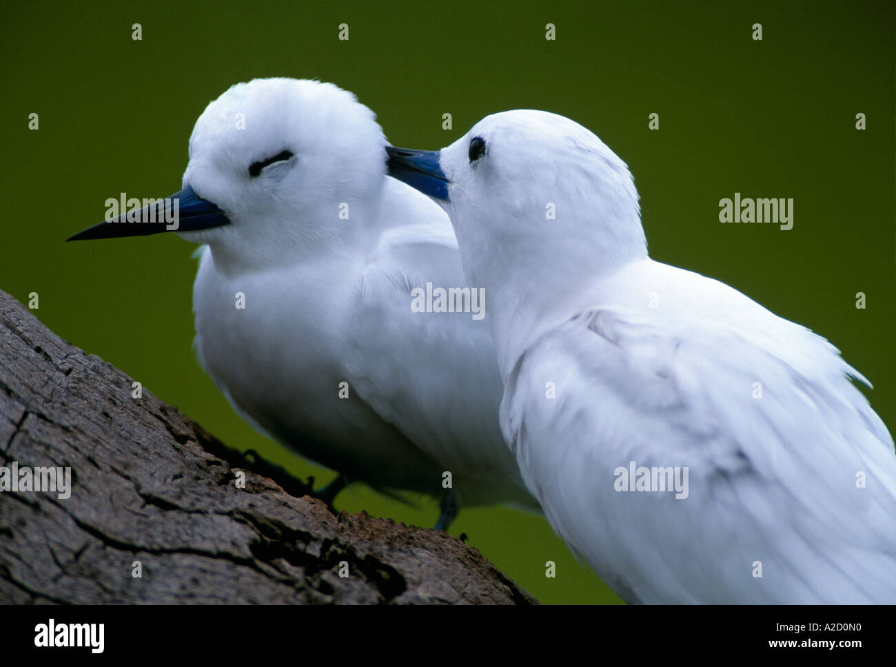 Fairy Tern Sterna nereis due atollo di Midway arcipelago hawaiano Nord Oceano Pacifico Foto Stock