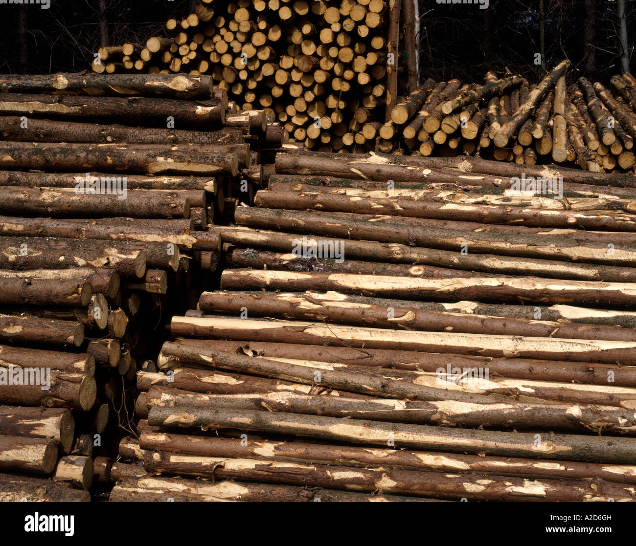 Segati partecipazioni in una foresta in inglese. Regno Unito Foto Stock