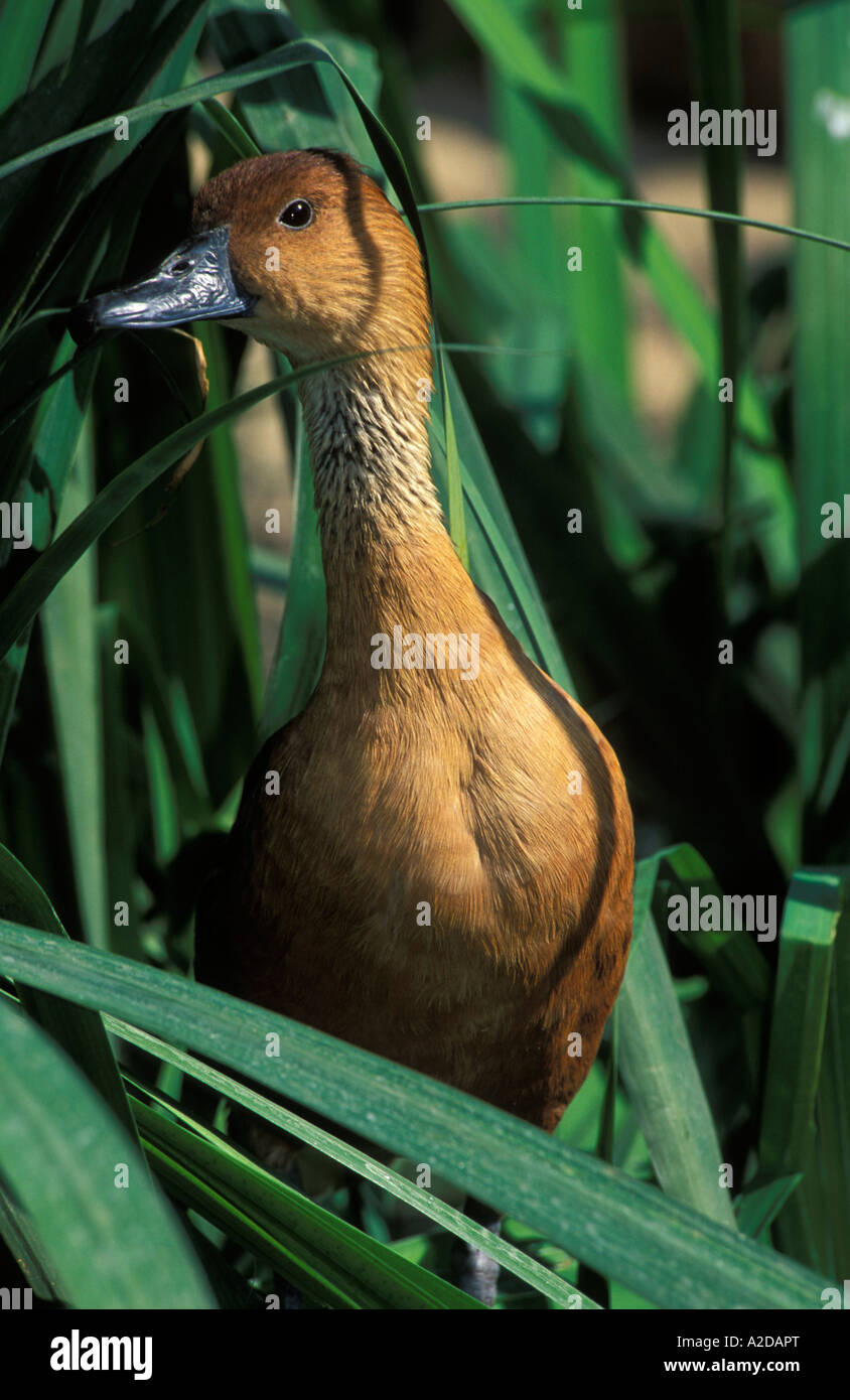Sibilo Fulvous duck Dendrocygna bicolor Sud Africa Foto Stock