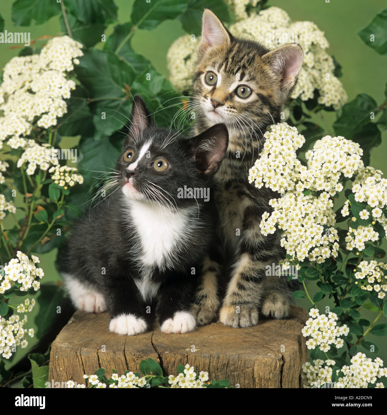 Due gattini Tabby & in bianco e nero in Giardino Foto Stock