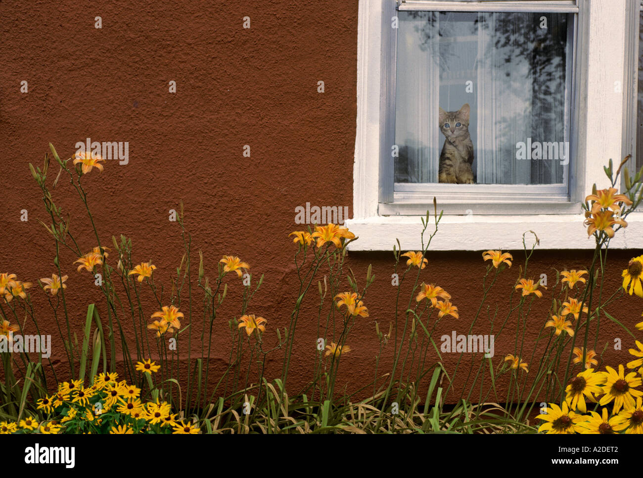 L'estate cat in attesa di darvi il benvenuto a casa Foto Stock