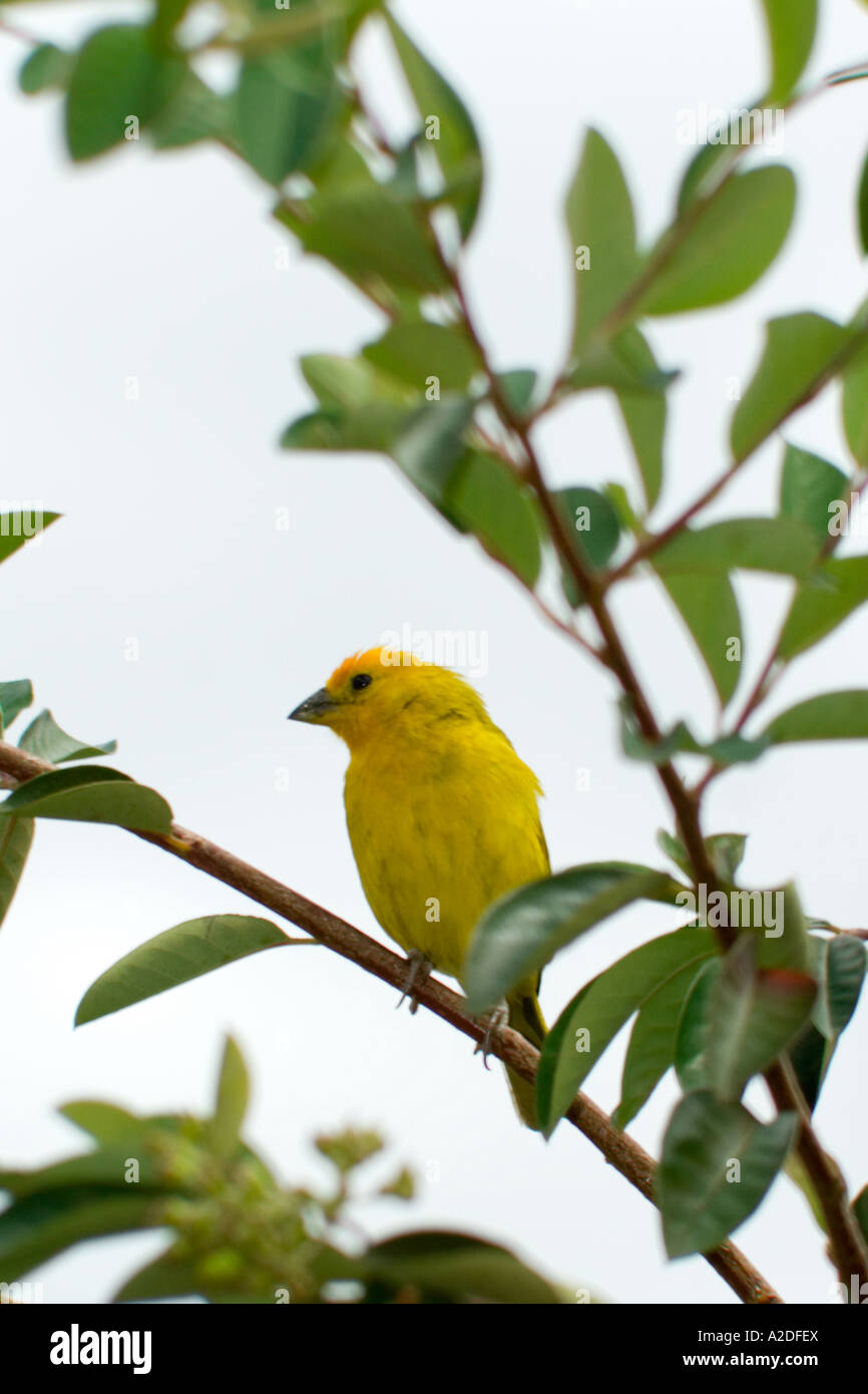 Canarino Serinus, Arcabuco, Boyacá, Colombia, Sud America Foto Stock
