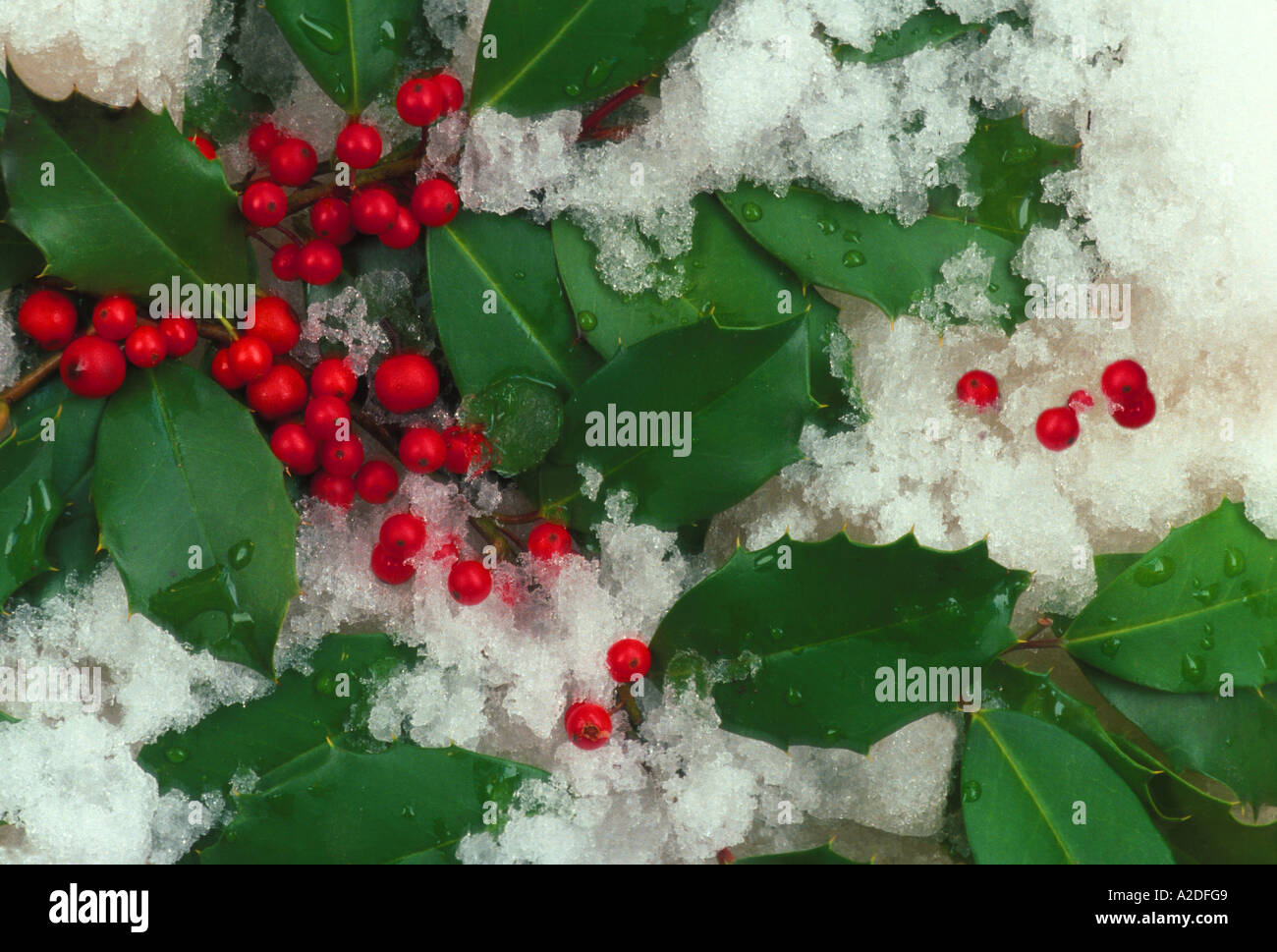 Segni di vacanza invernale: American Holly Ilex opaca foglie e bacche ricoperta di neve, Midwest USA Foto Stock