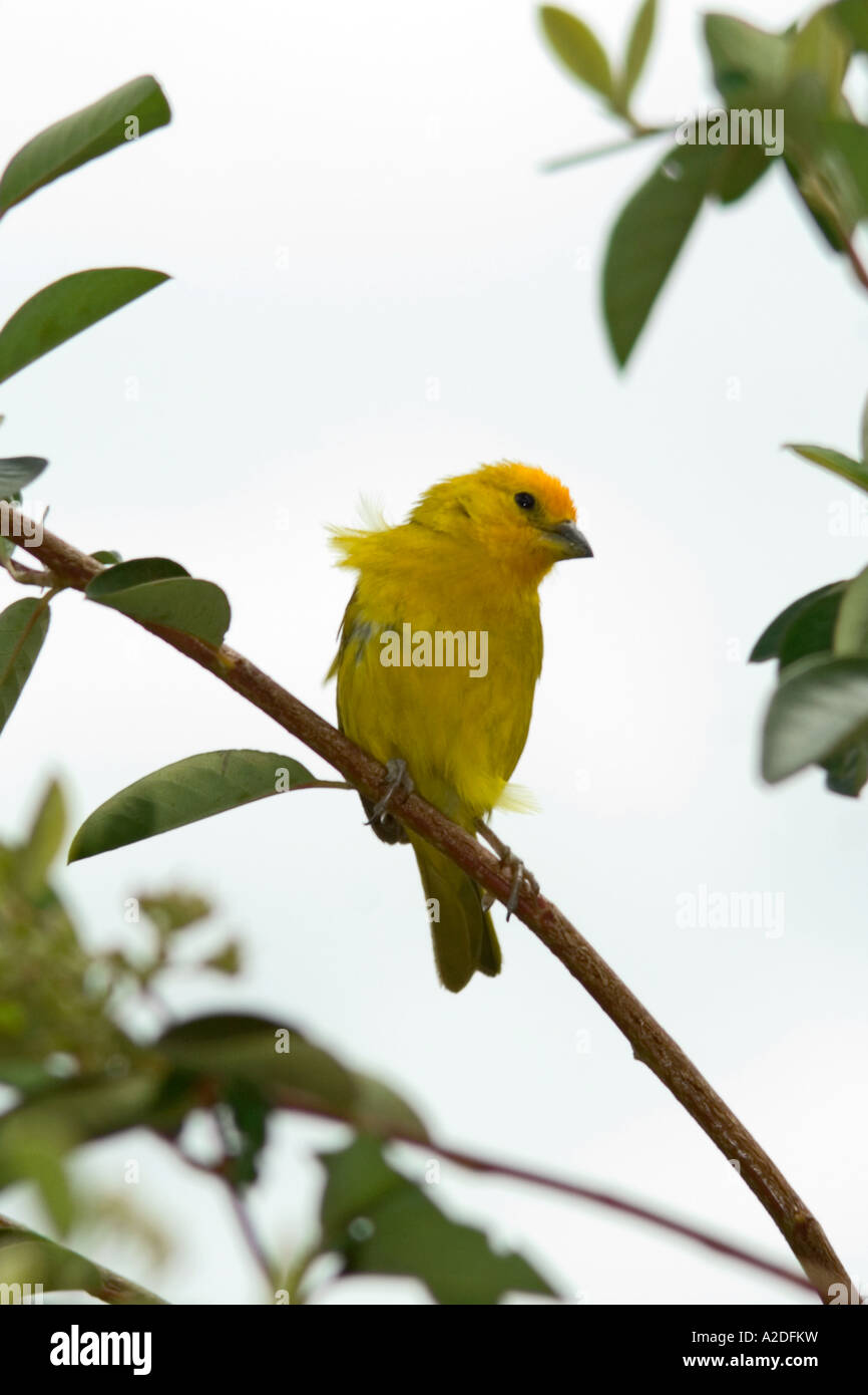 Canarino Serinus, Arcabuco, Boyacá, Colombia, Sud America Foto Stock
