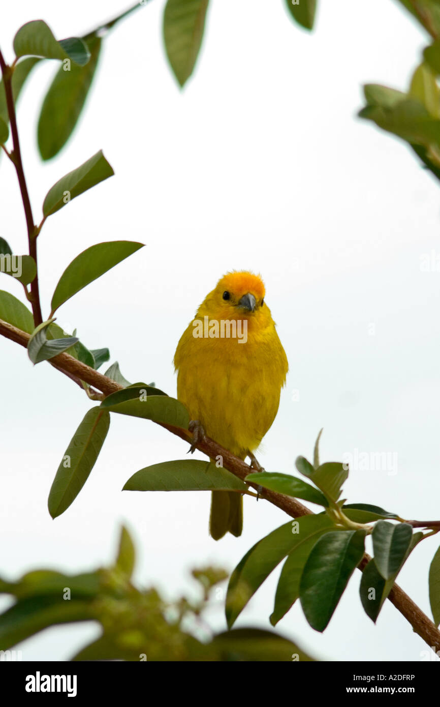 Canarino Serinus, Arcabuco, Boyacá, Colombia, Sud America Foto Stock