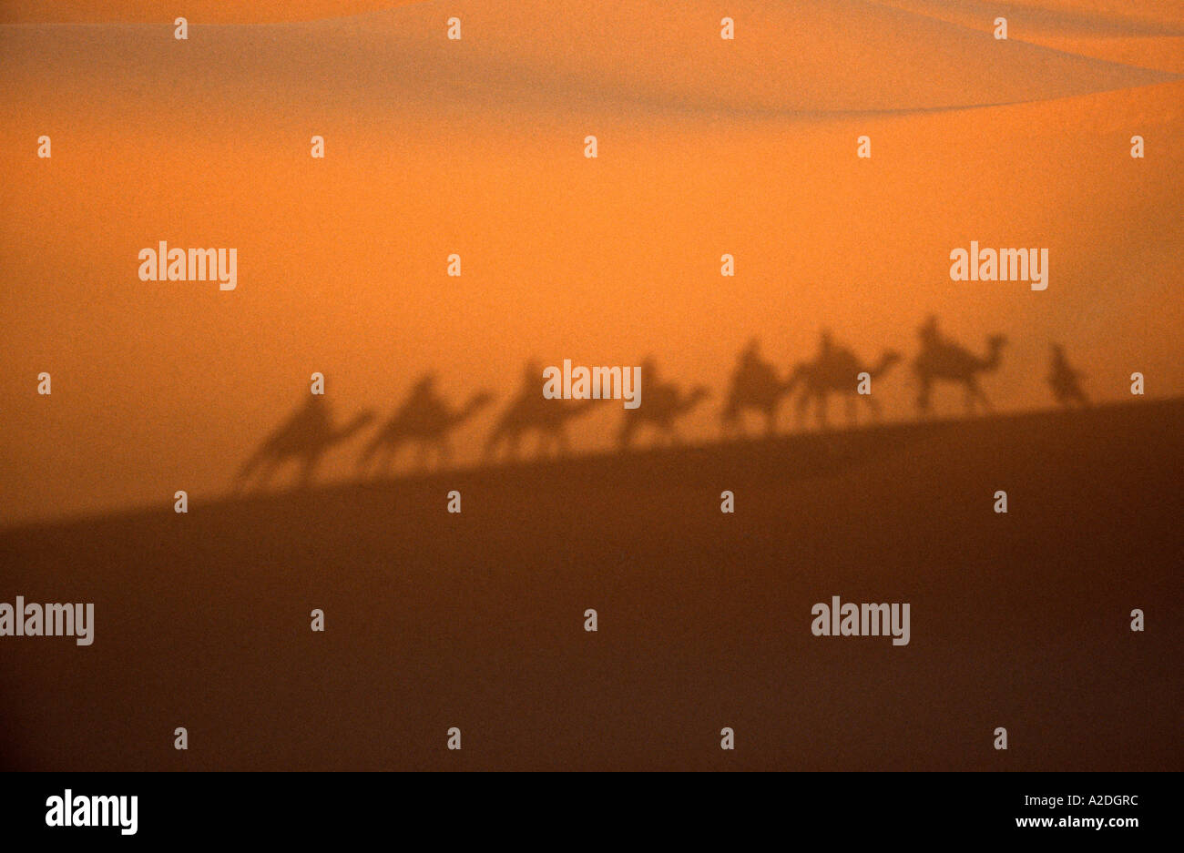 Le ombre di una carovana di sette cammelli con gestore di cammello sulle dune sabbiose in Erg Chebbi, Sahara, Marocco Foto Stock