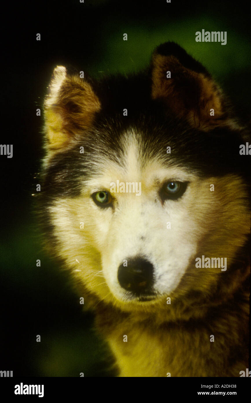 Siberian Husky cane Foto Stock