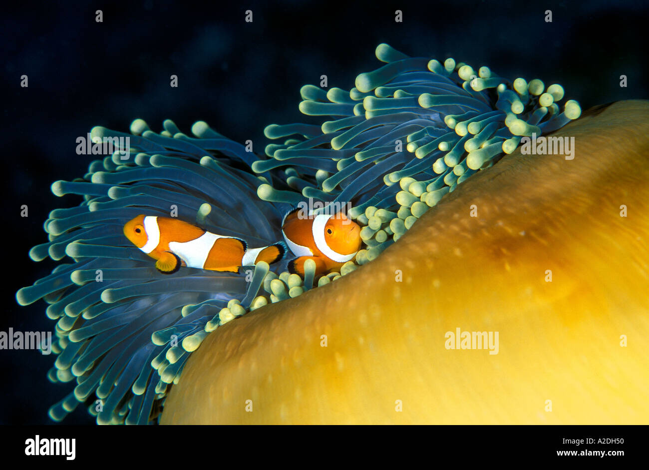 Clownfishes in un anemone indonesia sulawesi Foto Stock