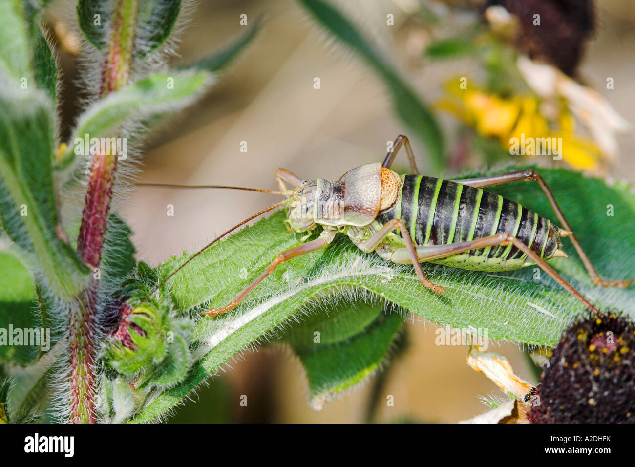 Femmina a doppio spiovente Bush Cricket Ephippiger ephippiger Francia Europa brutto bug bug Foto Stock