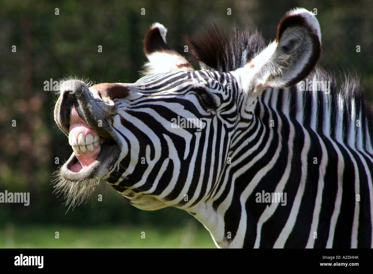 Zebra Grevys (Equus grevyi) ridere Foto Stock