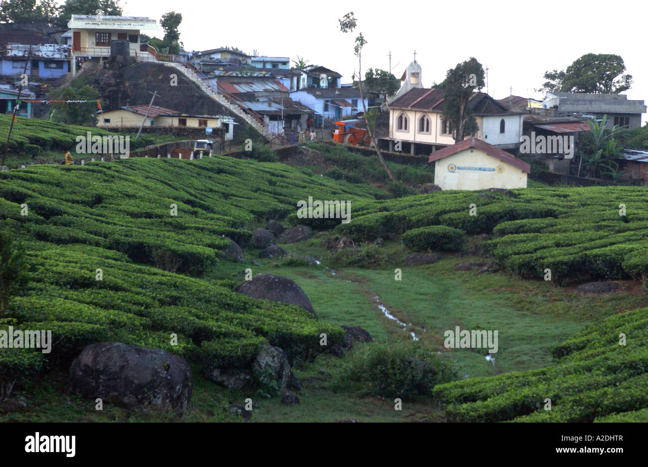 Le piantagioni di tè vicino a Munnar Kerala India Foto Stock