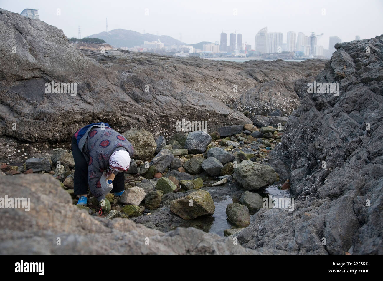 Un anziano residente femminile lavora sul litorale raccolta di cardidi nel nord della città cinese di Dalian. Foto Stock