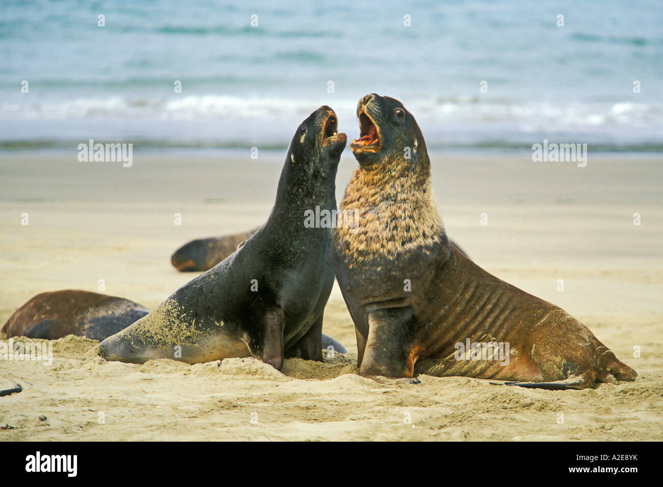 Nuova Zelanda leoni di mare ben noto ai visitatori qui Surat Bay Il Owaka Catlins Otago Isola del Sud della Nuova Zelanda Foto Stock