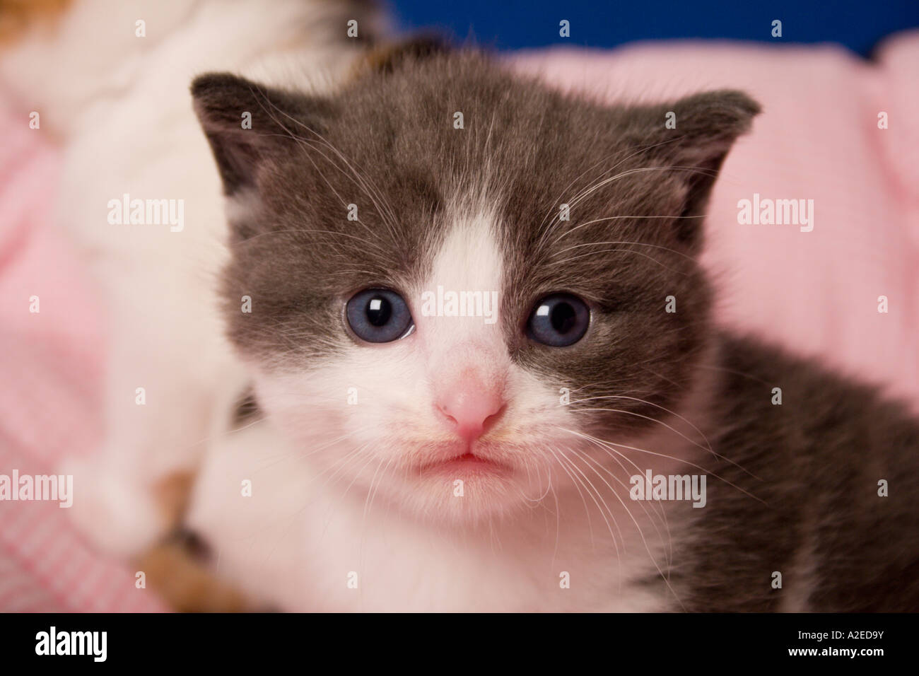 Gattino preoccupato Foto Stock