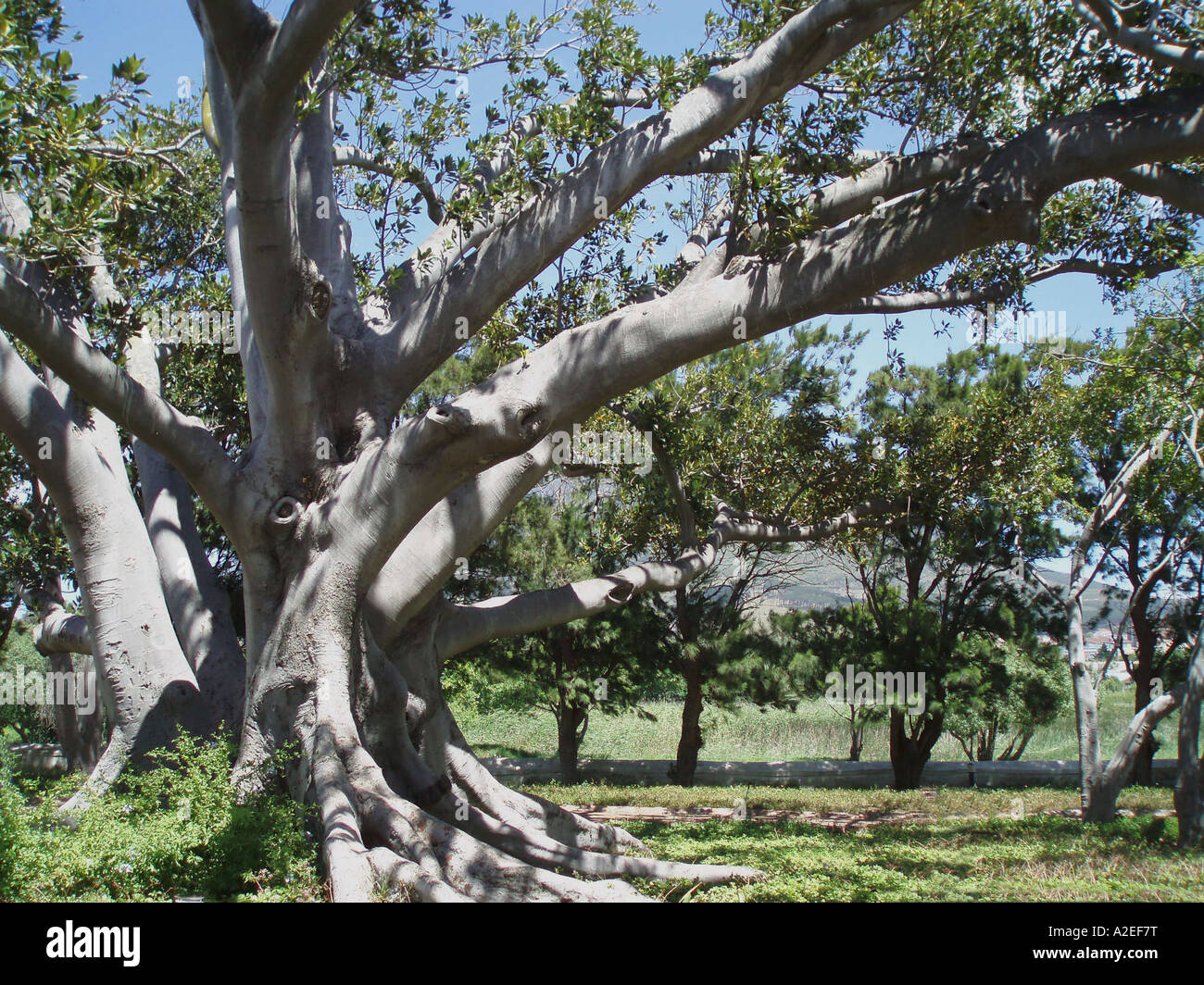 Wild Fig Tree, Morton Bay, Città del Capo, SA Foto Stock