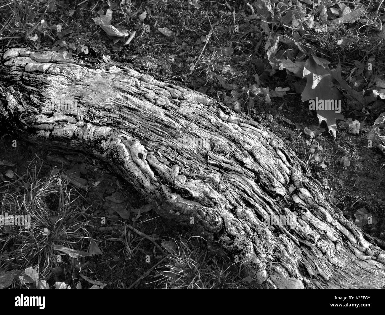 Vicino la vista in dettaglio del Bianco e del Nero Tree Root, in Pennsylvania, STATI UNITI D'AMERICA Foto Stock