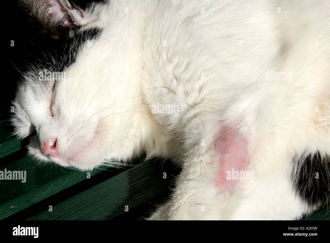Ferito ma zampa di guarigione di un gatto domestico Foto Stock