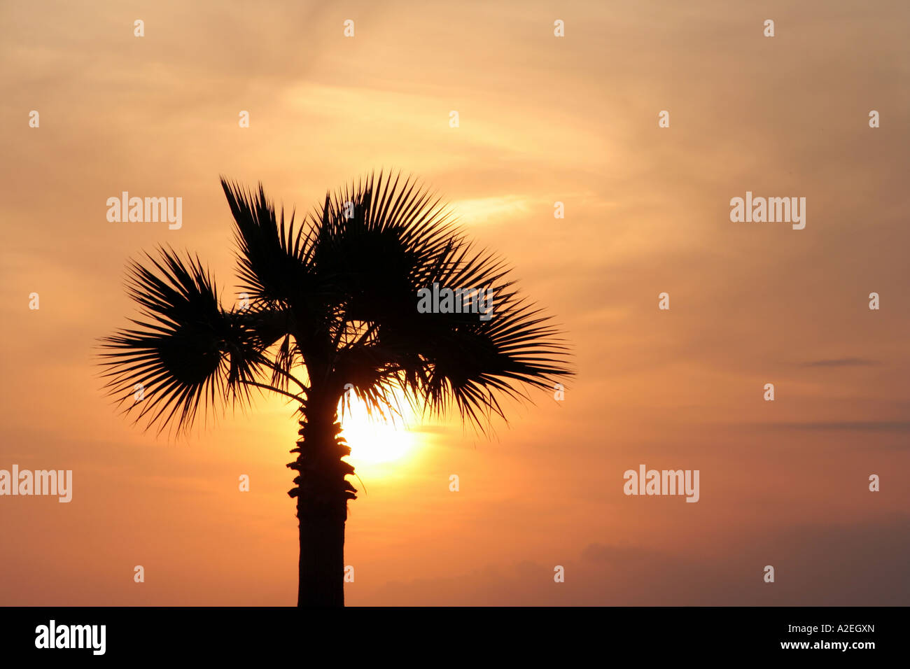 Palm tree al tramonto Ayamoura Andalusia Spagna del Sud Europa Foto Stock