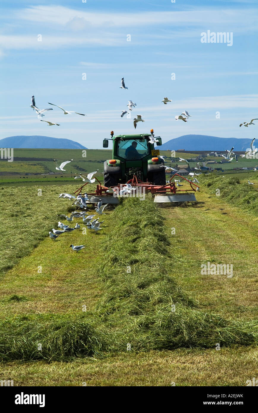 dh Tractor HARVESTING UK erba fieno rastrellare terreno agricolo stenness Orkney Seagulls gregge di uccelli raccolta trattori campo uccello in scozia fattoria Foto Stock