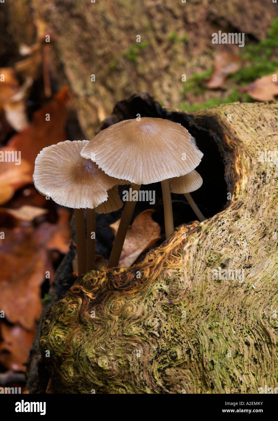 Fungo trovato in un West Sussex legno Foto Stock