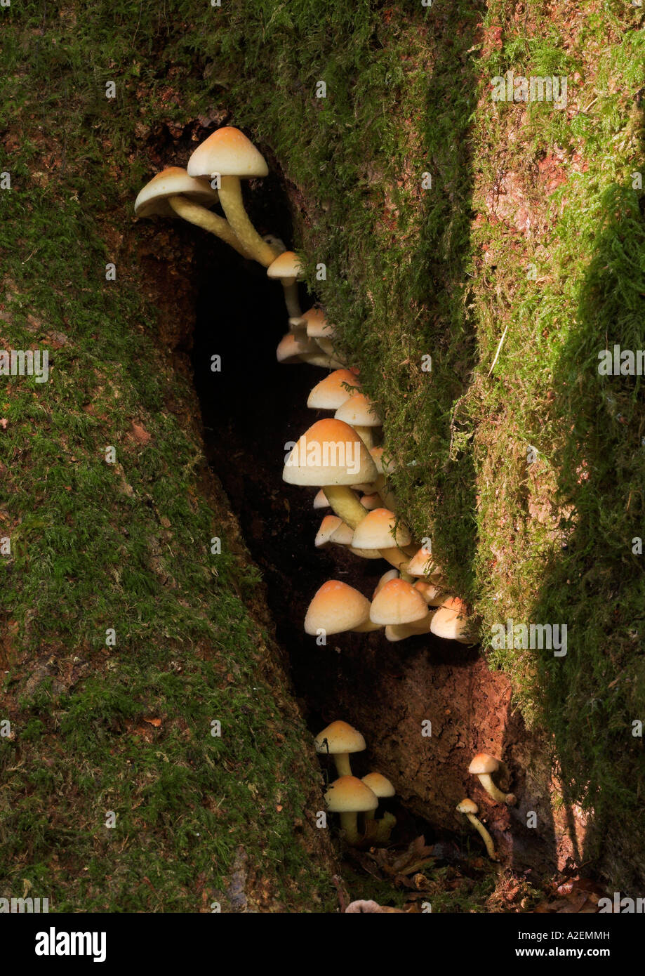 Fungo trovato in un West Sussex legno. Regno Unito Regno Unito Regno Unito Inghilterra Foto Stock