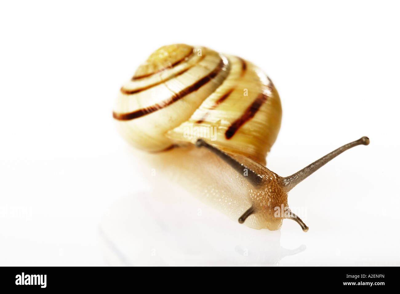 Lumaca (Cepaea nemoralis), close-up Foto Stock