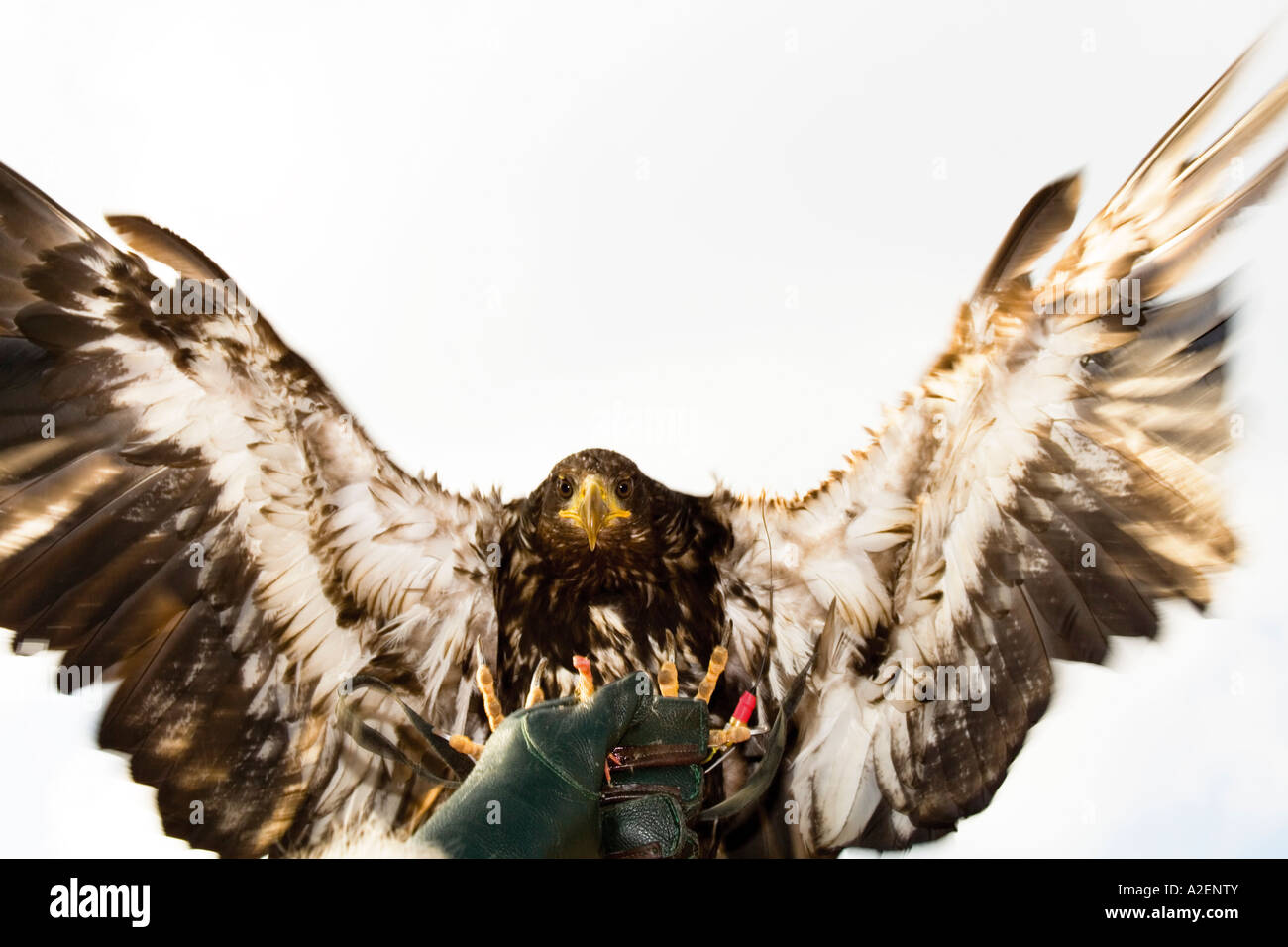 Germania, Hellenthal, aquila calva, close-up Foto Stock