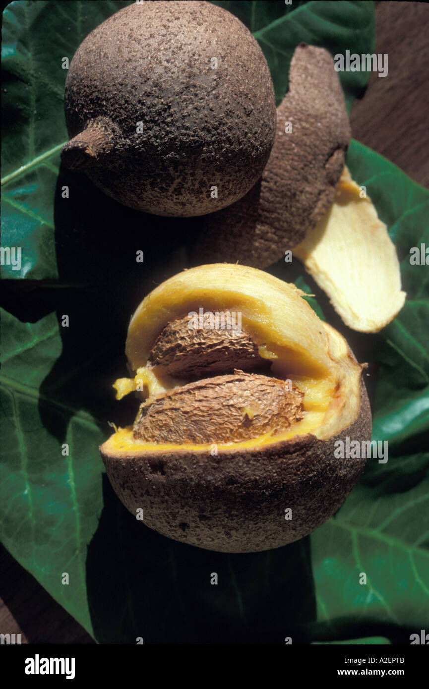 Giamaica, frutta Mamey Foto Stock