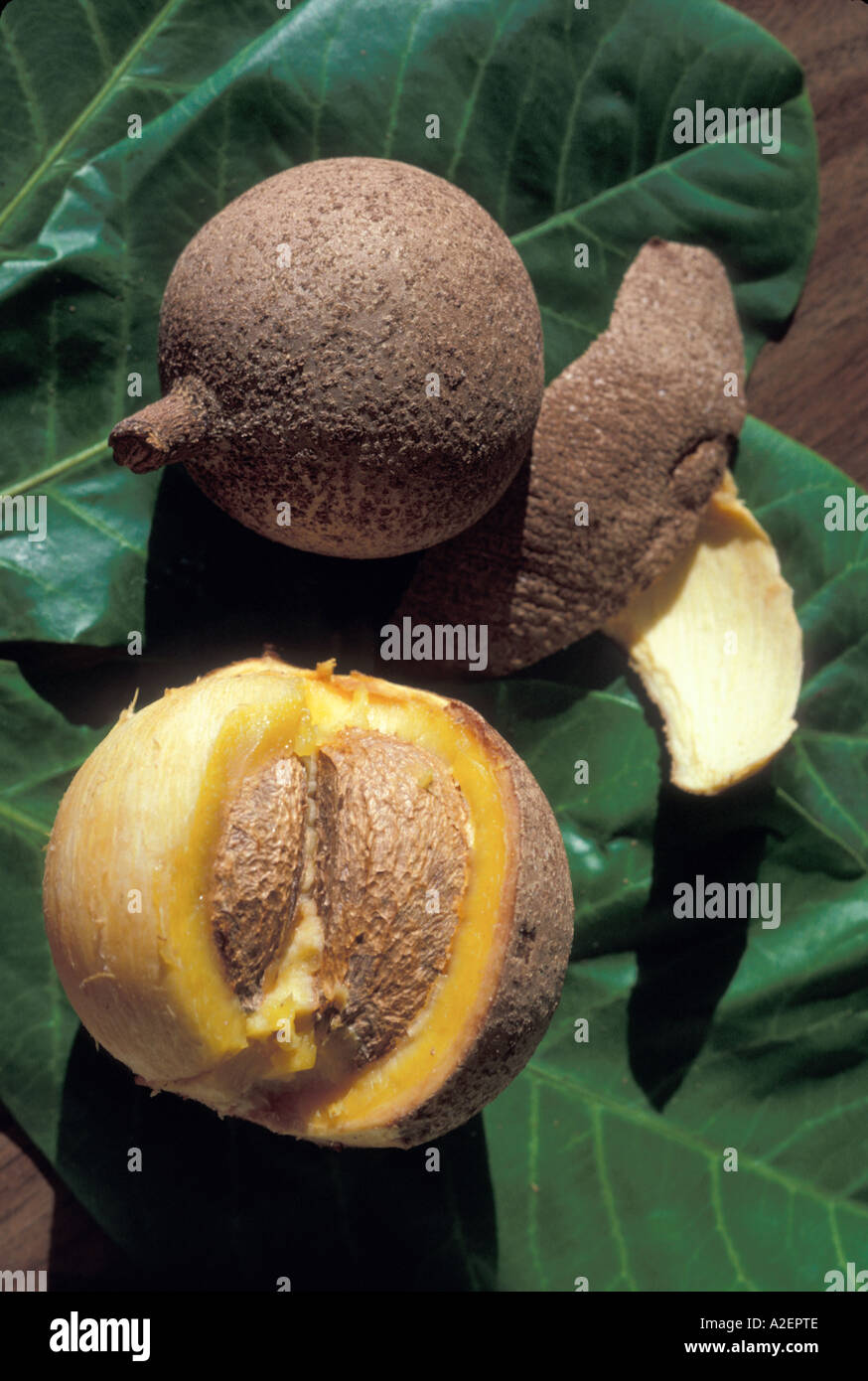 Mamey frutta, Giamaica Foto Stock