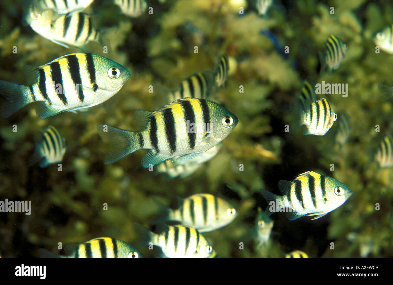Sergente maggiore fanciulla novellame Abudefduf vaigiensis rifugiandosi tra sargassum alghe lascia Sulawesi Indonesia Foto Stock