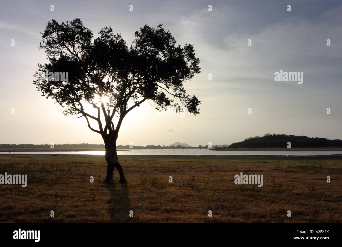 Paesaggio dello Sri lanka; albero singolo in paesaggio con il lago Kandalama, Sri Lanka centrale campagna, Asia Foto Stock