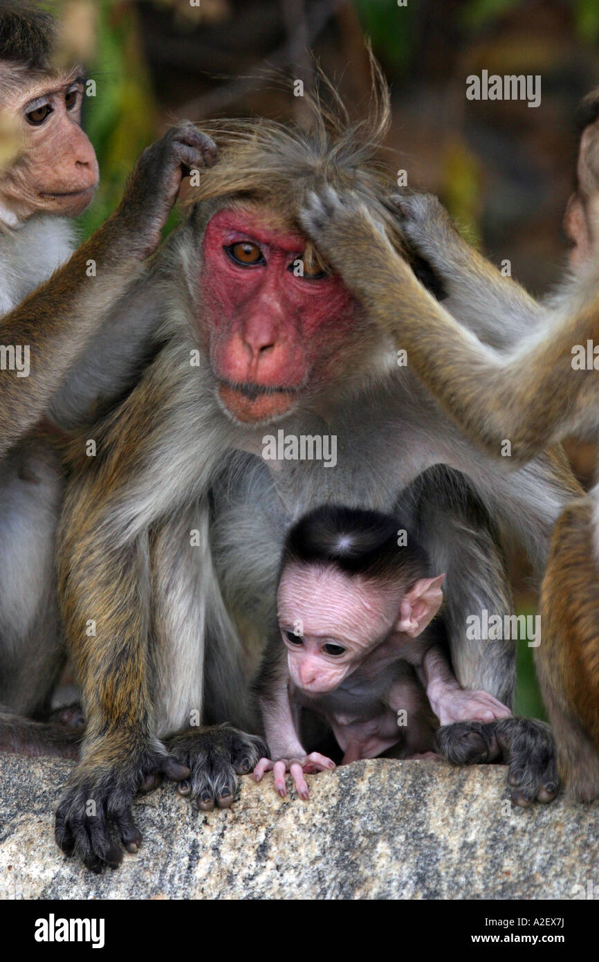 Toque macaco scimmia famiglia preening, Macaca Sinica, scimmie primati, Sri Lanka, Asia Foto Stock