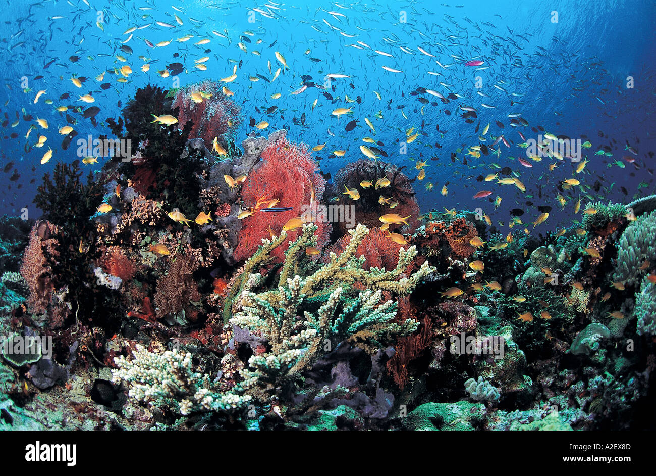 Reef scenic Milne Bay Papua Nuova Guinea Foto Stock