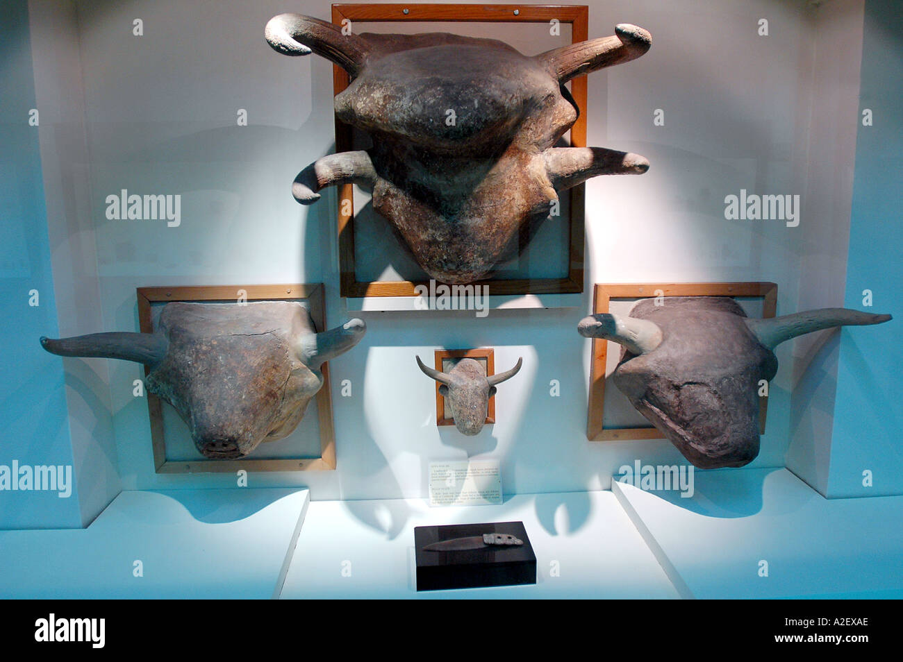 Bull capi sulle pareti di Catal Huyuk case artefatto anatolica museo civiltà Ankara Turchia Foto Stock