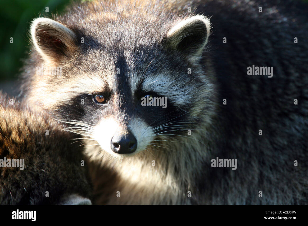 Close-up racoon Foto Stock