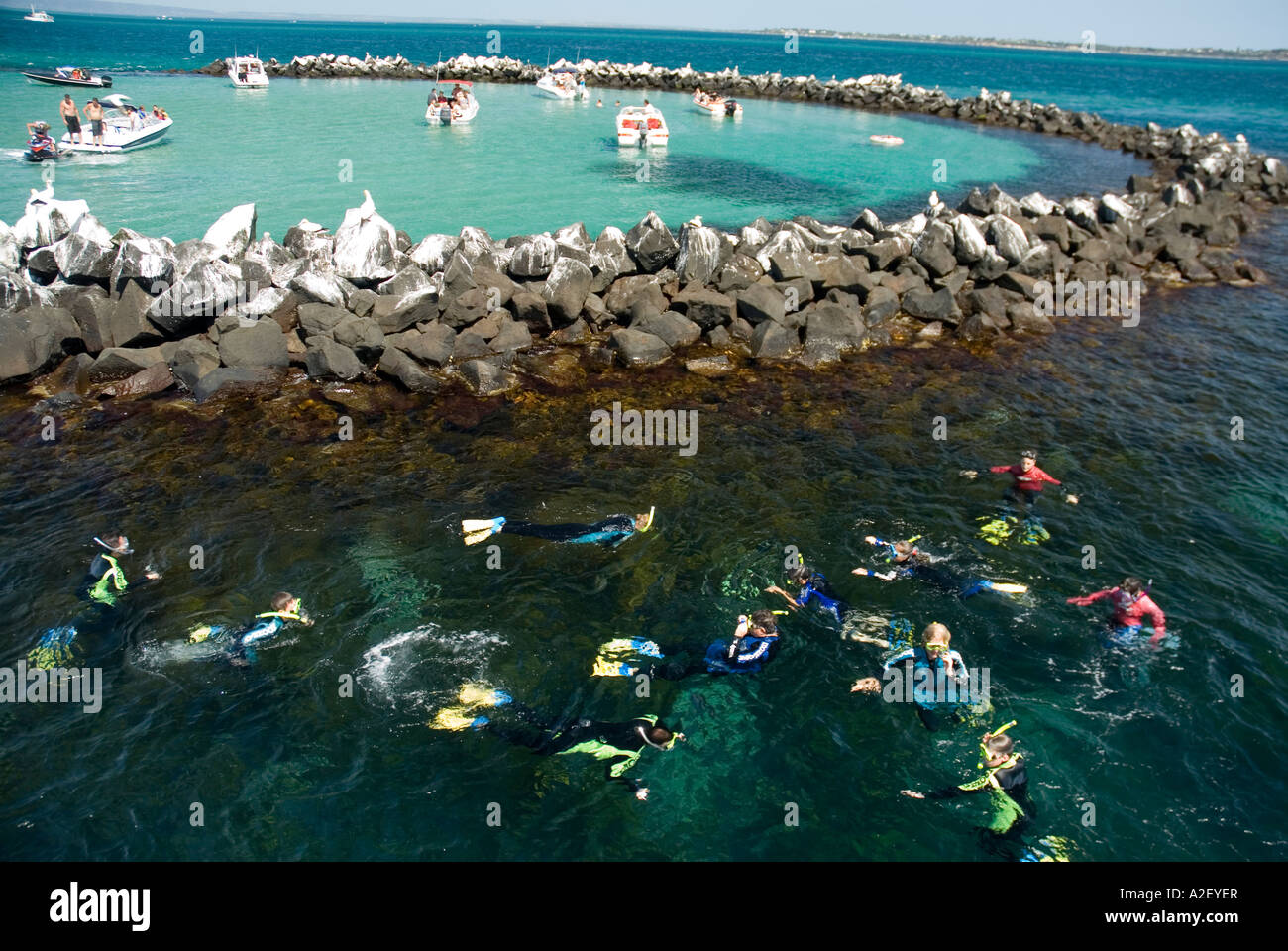 Snorkelling presso un parco marino vicino a Sorrento Victoria Australia Foto Stock