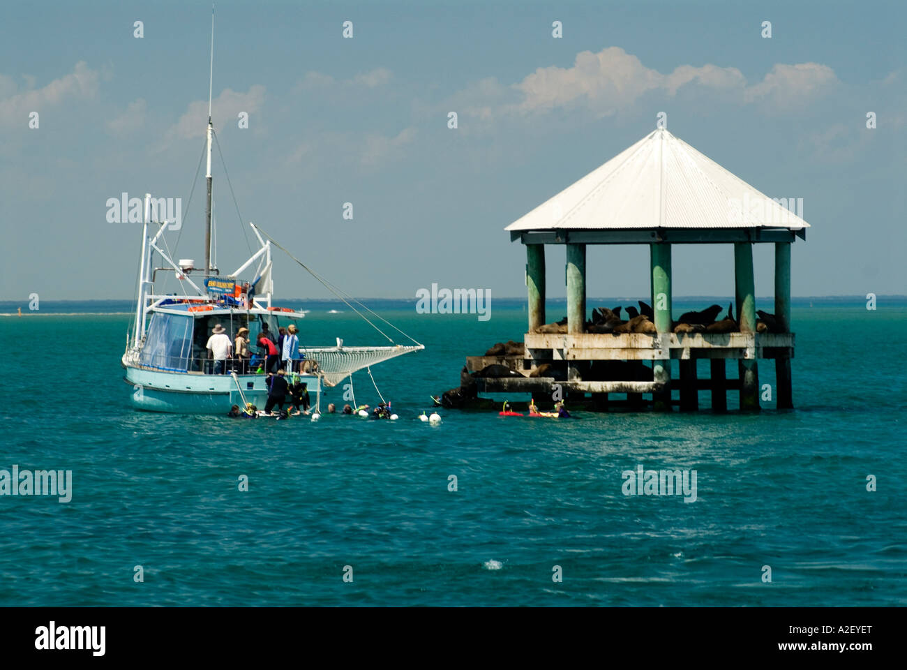 Snorkeling barca a colonia di foche vicino Sorrento Penisola di Mornington Victoria Australia Foto Stock