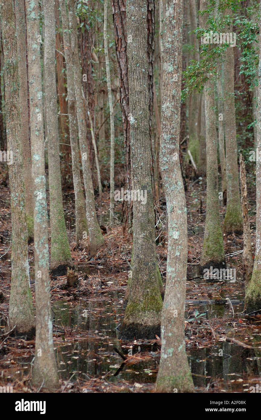 P32 016 - Okefenokee Swamp Cypress - Georgia Foto Stock