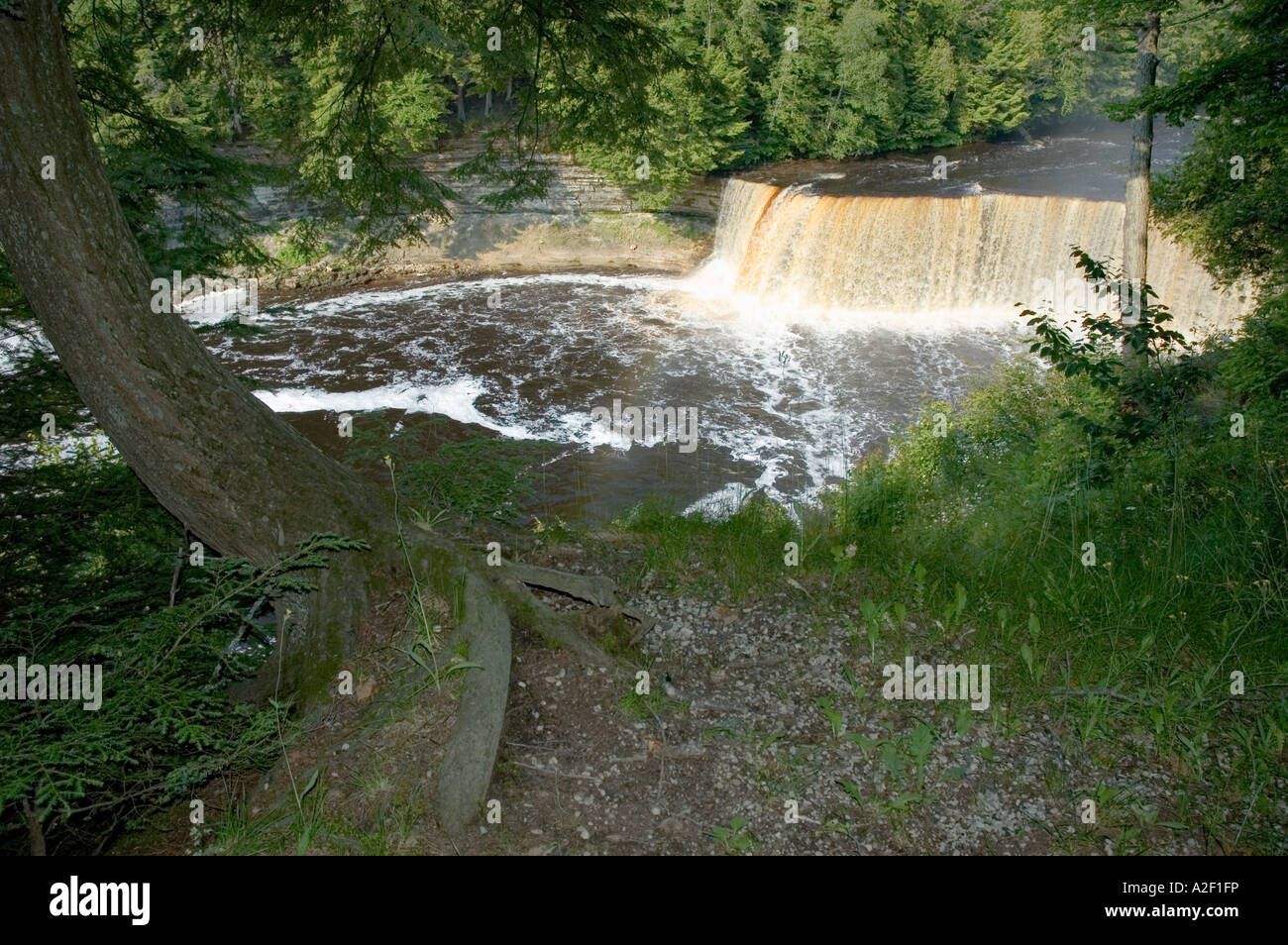 P32 153 Tomaia Tahquamenon Falls in alto Penninsula del Michigan con albero piegato - Radici - Brow Foto Stock