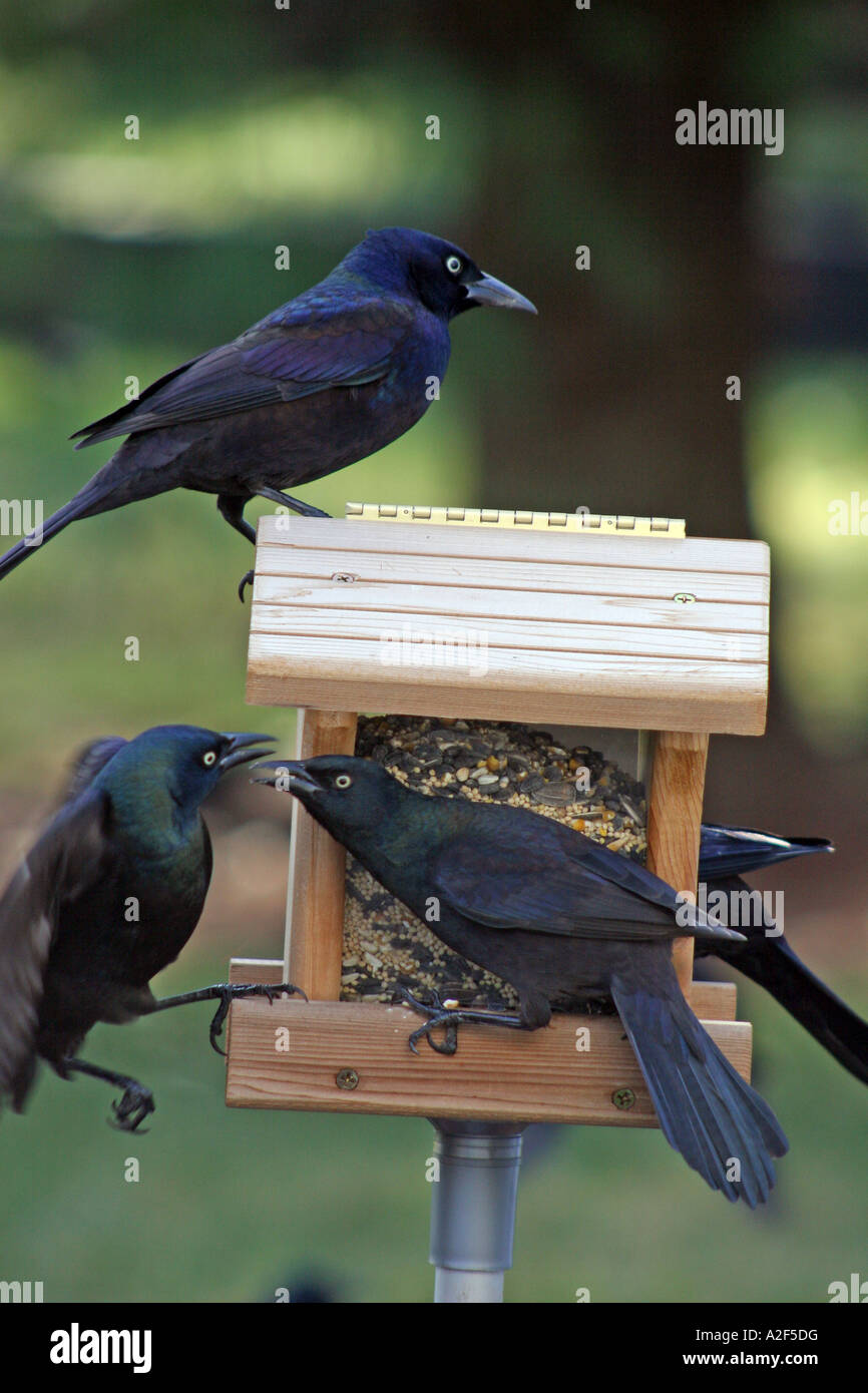 Grackles comune essere aggressivo a Bird Feeder Foto Stock